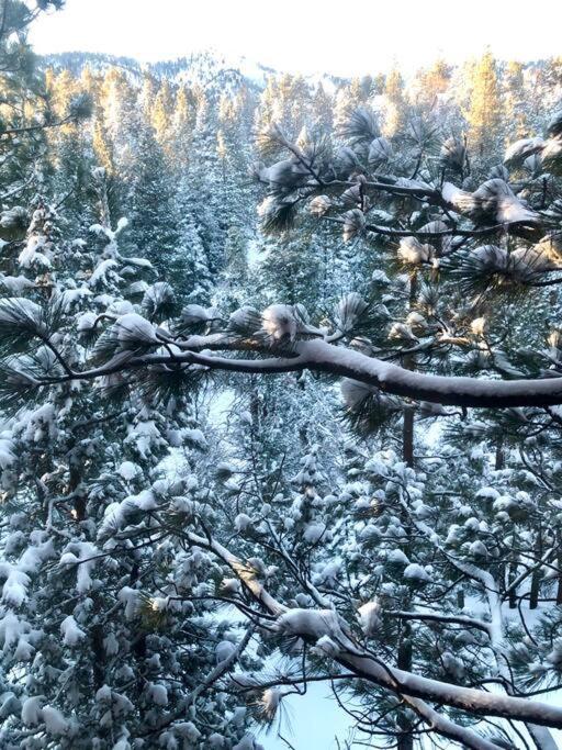 Luxury Joyful Bear Cabin With View, Big Bear Lakeヴィラ エクステリア 写真